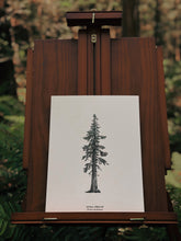 Load image into Gallery viewer, The Sitka Spruce Print - Ancient Giants Collection
